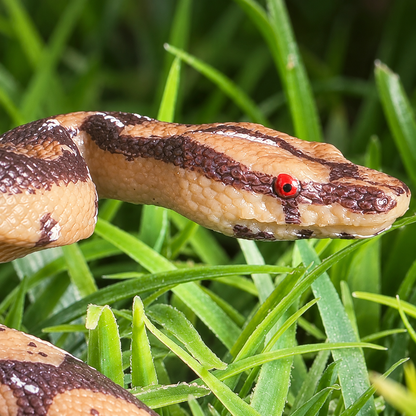 Ipetboom Realistic Snake Toy - 1Pc Fake Snake Figure for Halloween Prank Props Plastic High Simulation Scary Model Creepy Figure for April Fool'S Day Garden Decoration Kids Trick Play - 5.9X4.3X2.3In