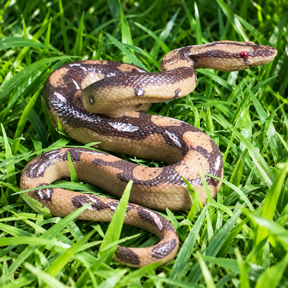 Ipetboom Realistic Snake Toy - 1Pc Fake Snake Figure for Halloween Prank Props Plastic High Simulation Scary Model Creepy Figure for April Fool'S Day Garden Decoration Kids Trick Play - 5.9X4.3X2.3In