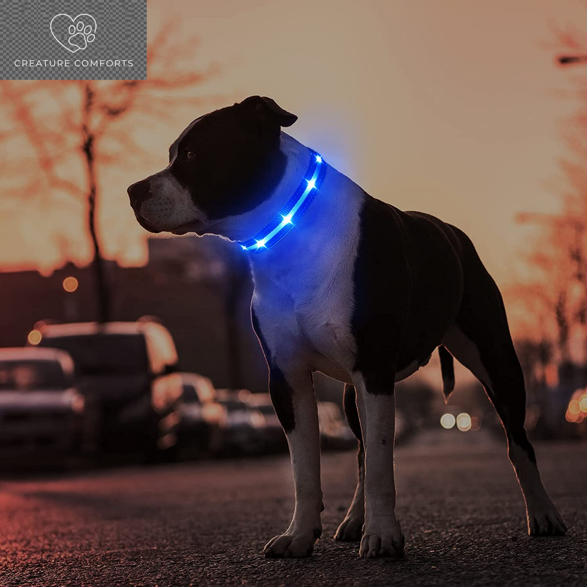 MASBRILL Led Dog Collar - Rechargeable, Water-Resistant, Flashing, Glowing Night Walking Collar